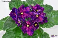 РС-Метагалактика (стандарт) (л/ук) - код Ф716 **