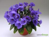 Rob's Twinkle Blue (микро-миниатюра) (л/ср) - кодФ605