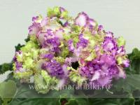 АВ-Венский Штрудель (стандарт) (л/ук) - код Ф407