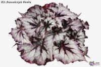 DS-Английский Денди (л/ср) - код Б100