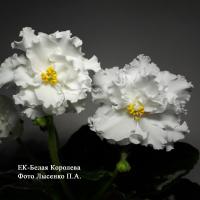 ЕК-Белая Королева (стандарт) (л/ук) - код Ф123 **