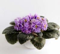 Р-Дорога в Облака (стандарт) (л/ук) - код  Ф244