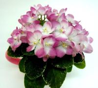 ЕЛ-Мама Леночка (миниатюра) (л/ср) - код Ф602