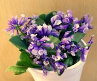 СК-Вьюнок (миниатюра) (л/ср) - код Ф729