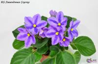 DS-Лавандовая Сказка (миниатюра-химера) (п/ук) - код Ф838