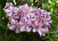 Kilauea (стандарт-химера) (п/ук) - код Ф990