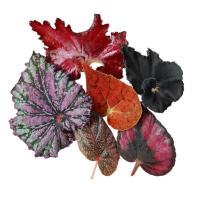 Набор 7 срезанных листьев Бегоний