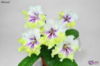 (K) Wersal 7492 (дет) - код С040