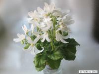 Lunar Lily white (миниатюра) (дет) - код Ф955