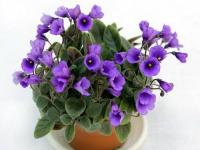 Vallarta Campanas Morados (трейлер) (л/ук) - код Ф737 Vallarta Campanas Morados (трейлер) (л/ук) - код Ф737