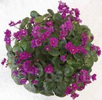 Sunrise Waltz (трейлер) (л/ср) - код Ф1049