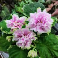 АВ-В Самое Сердце (стандарт) (л/ук) - код Ф512