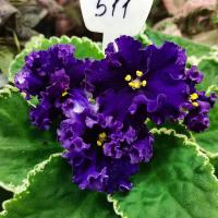 ВаТ-Африка (стандарт) (л/ук) - код Ф511