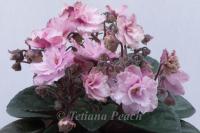 Jolly Fairy (миниатюра) (л/ук) - код Ф502 **