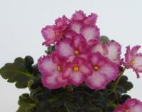 БР-Купец (миниатюра) (л/ср) - код Ф885