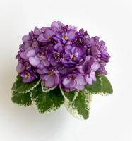 Р-Purple Pearls (миниатюра) (л/ср) - код Ф078