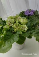 ЛФ-Авокадо (стандарт) (л/ук) - код Ф435