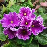 АВ-Тайны Востока (стандарт) (л/ук) - код Ф575