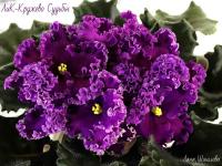 ЛиК-Кружево Судьбы (стандарт) (л/ук) - код Ф264