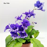 Blue Frills (Dibley) (дет) - С159