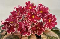 ЕК-Эндорфин (стандарт) (л/ук) - код Ф616