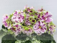 РС-Аннабель (стандарт) (л/ук) - код Ф425