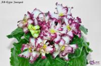 АВ-Буря Эмоций (стандарт) (л/ук) - код Ф337