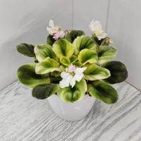 LV-Мариночка (миниатюра) (л/ср) - код Ф645