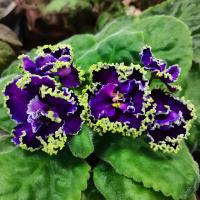 АВ-Гром и Молнии (стандарт) (л/ук) - код Ф338