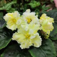 ЕК-Серенада Трубадура (стандарт) (л/ук) - код Ф790