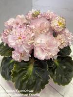 АВ-Ветер в Лепестках (стандарт) (л/ук) - код Ф942