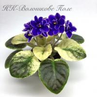 НК-Волошкове Поле (миниатюра) (л/ср) - код Ф679 **