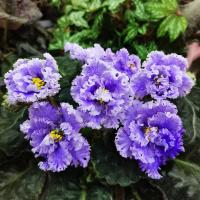 Z-Бамбино (стандарт) (л/ук) - код Ф096