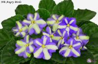 NB-Angry Birds (стандарт-химера) (п/ук) - код Ф044