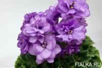 Water Nymph (миниатюра) (дет) - код Ф881 **