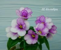 ЛЕ-Колибри (миниатюра) (л/ук) - код Ф633