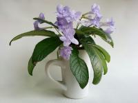 Heartland's Petticoat (Миниатюрный сорт)  (дет) - код С130