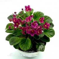 СВ-Город Рязань (химера-трейлер) (п/ук) - код Ф825