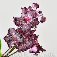 DS-Маленькая Штучка, 2107 (Новинка) (дет) - код С012