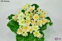 АВ-Лютик (стандарт) (л/ук) - код Ф524 **