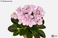 Н-Дюймовочка (миниатюра) (л/ук) - код Ф098 **