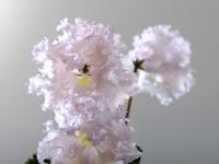 DS-2045 (дет) - код С004