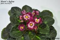 Hearts Aglow (стандарт) (л/ук) - код  Ф507 **