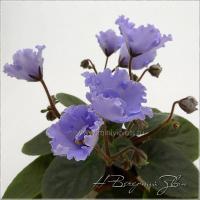 Н-Вечерний Звон (миниатюра) (л/ср) - код Ф249 **