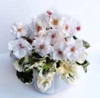 Р-В Стране Чудес (стандарт) (л/ук) - код Ф242