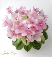 Jolly Pepper (миниатюра) (л/ср) - код Ф692