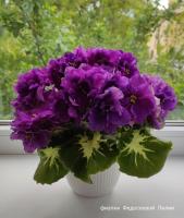 ЛФ-Аметист (Новинка 2022) (стандарт) (л/ук) - код Ф088