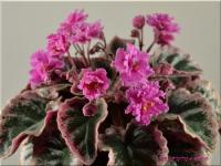 Pink Pizzazz (миниатюра) (л/ср) - код Ф346