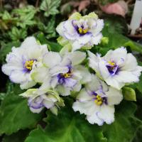 БР-Снег и Солнце (стандарт) (л/ук) - код Ф388