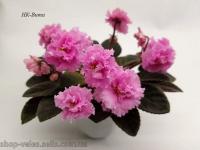 НК-Вита (миниатюра) (л/ср) - код Ф901 **